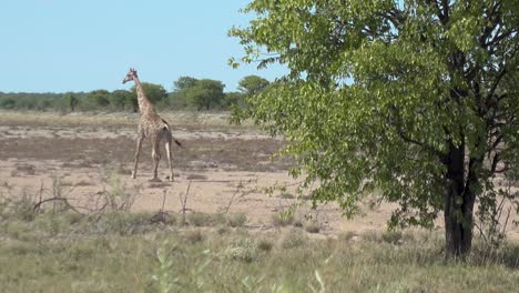 Wideshot-of-Wild-African-Giraffe-Walking-and-Turning-around,-Looking-at-Camera
