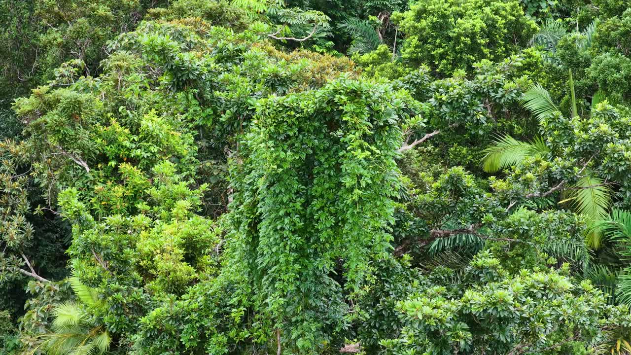 Drone footage captures the dense, vibrant greenery of the Daintree Rainforest in Port Douglas, Australia, under natural daylight