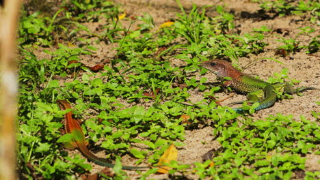 Offene-Aufnahme,-Die-Eine-Ameiva-Eidechse-Neben-Einer-Anderen-Zeigt