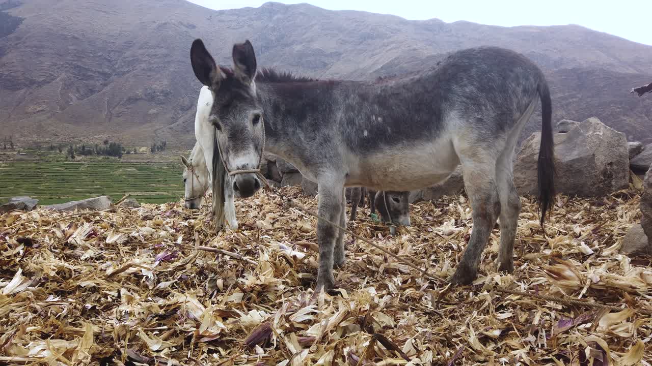 페루의 산을 배경으로 로프로 인 두 마리의 당나귀의