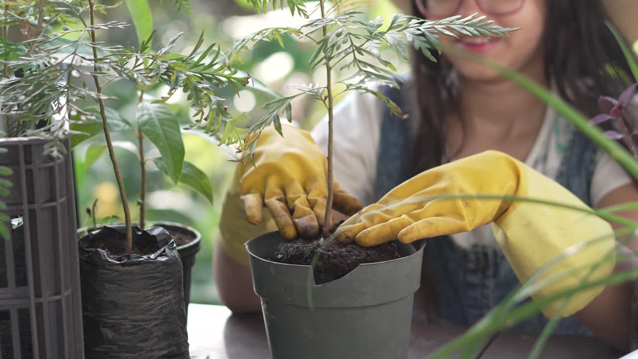 una niña sonriente con guantes amarillos poniendo en maceta una planta de roble australiano
