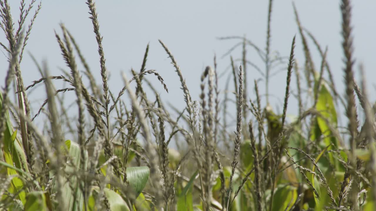 tapas de tallo de maíz verde soplando en una suave brisa en el campo de maíz agrícola