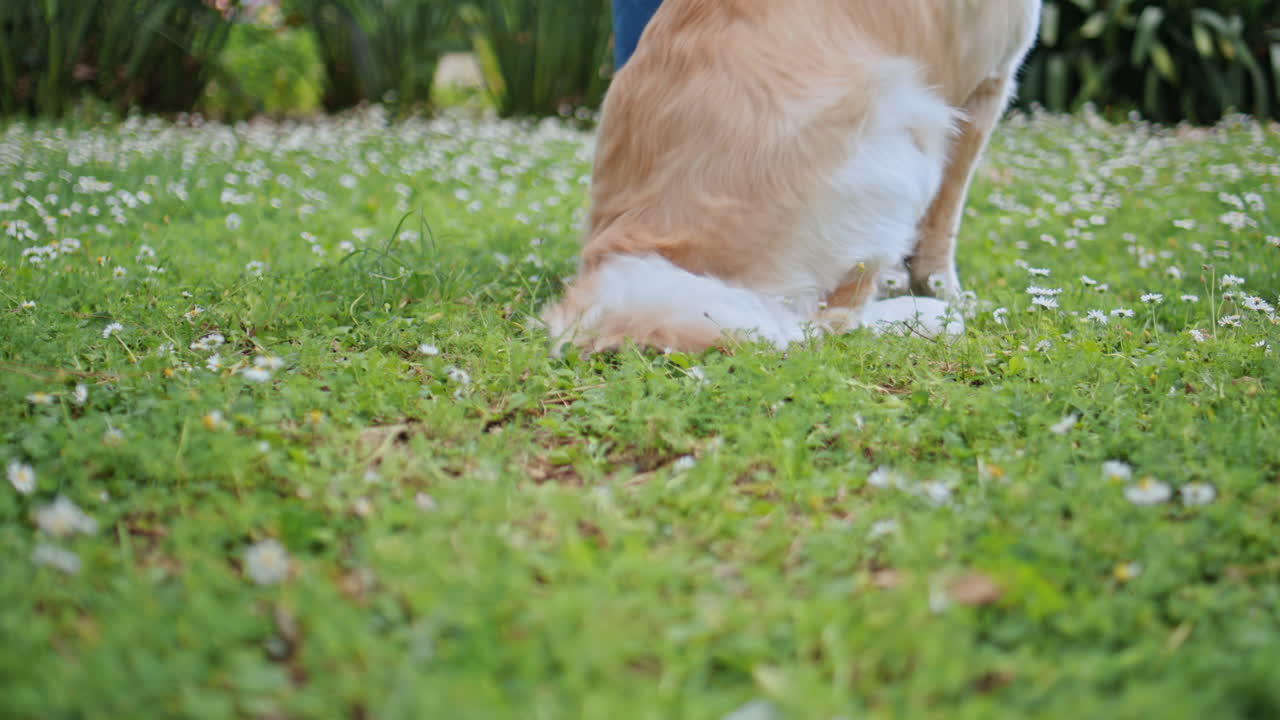 Energetic golden retriever moving on grass park closeup. Furry dog paws walking