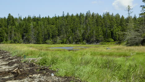 view from a new england area beach of saltwater marsh area and pine forest in the distance