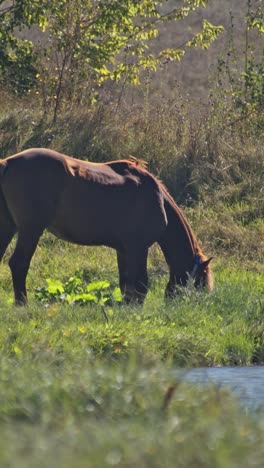 caballos marrones en la granja de caballos