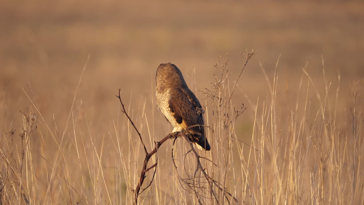 Gufo di palude che guarda la telecamera e gira la testa in un campo dorato al tramonto