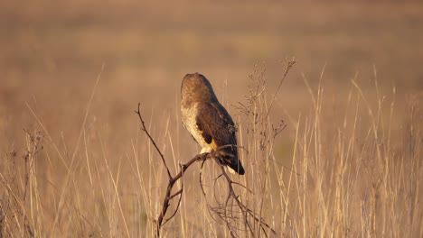 Marsh-Owl-looking-at-camera-and-turning-head-around-in-golden-sunset-field