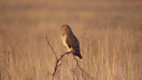 marsh owl looking at camera and turning head around in golden sunset field