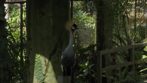 a grey african crowned crane perched on a railing at at bali bird park in indonesia