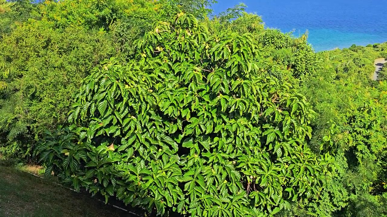 Farfalle che si muovono attraverso un lussureggiante giardino tropicale in collina, circondate da foglie verde brillante, arbusti fioriti, un mare blu distante e paesaggi costieri soleggiati per video sulla fauna selvatica.