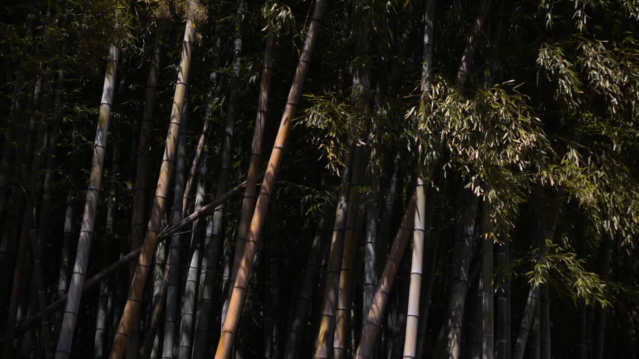 inclinación rápida hacia arriba sobre detalles de bambú contrastante