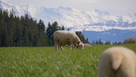 cinematic shot of sheep herd grazing on meadow in front of forest trees and white snowy mountains in summer