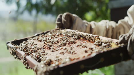 without bees, there will be no more coffee