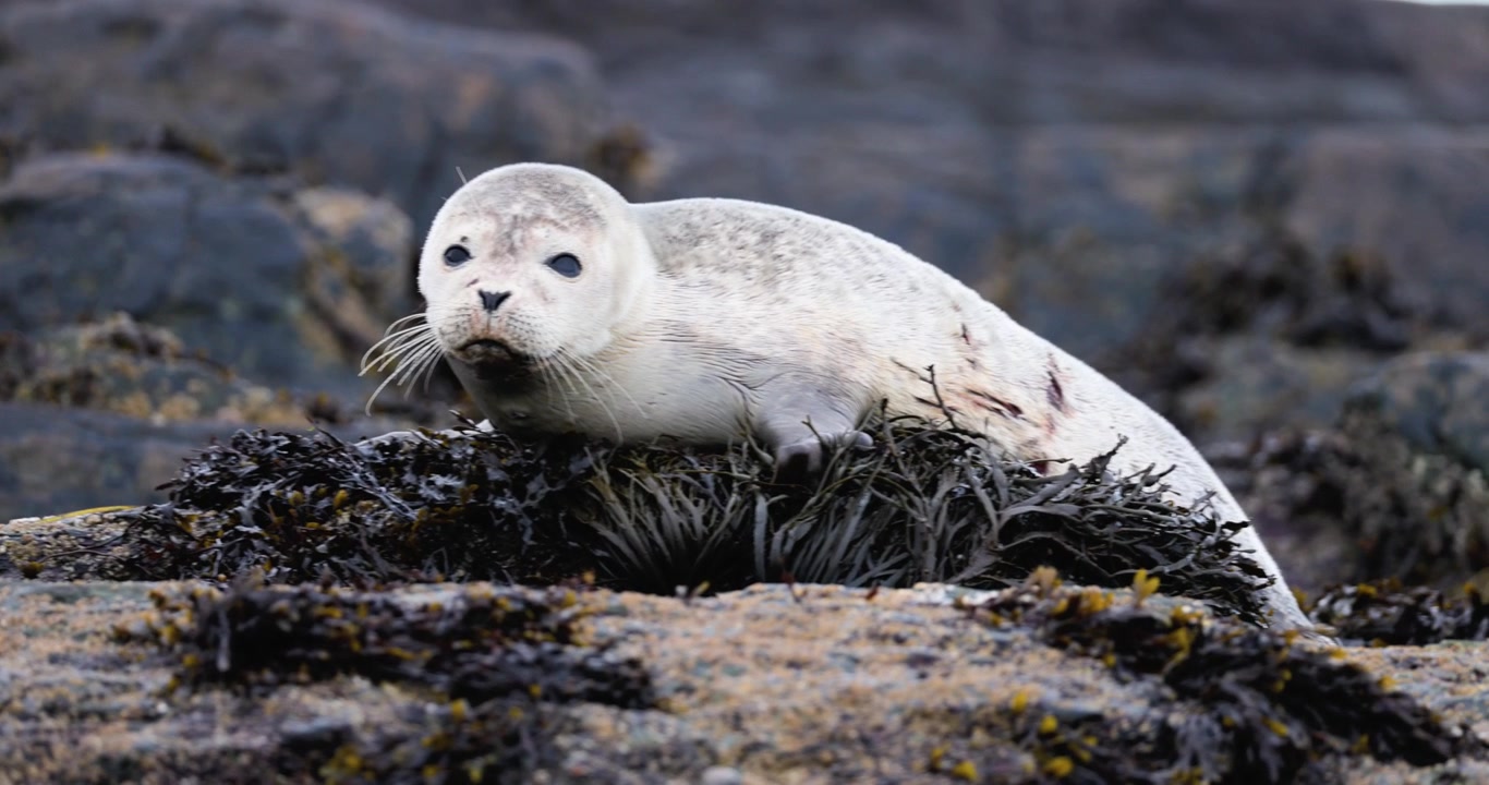 Il cucciolo di foca comune in recupero giace su un luogo di riposo costiero naturale circondato da pietre in filmati documentaristici naturali