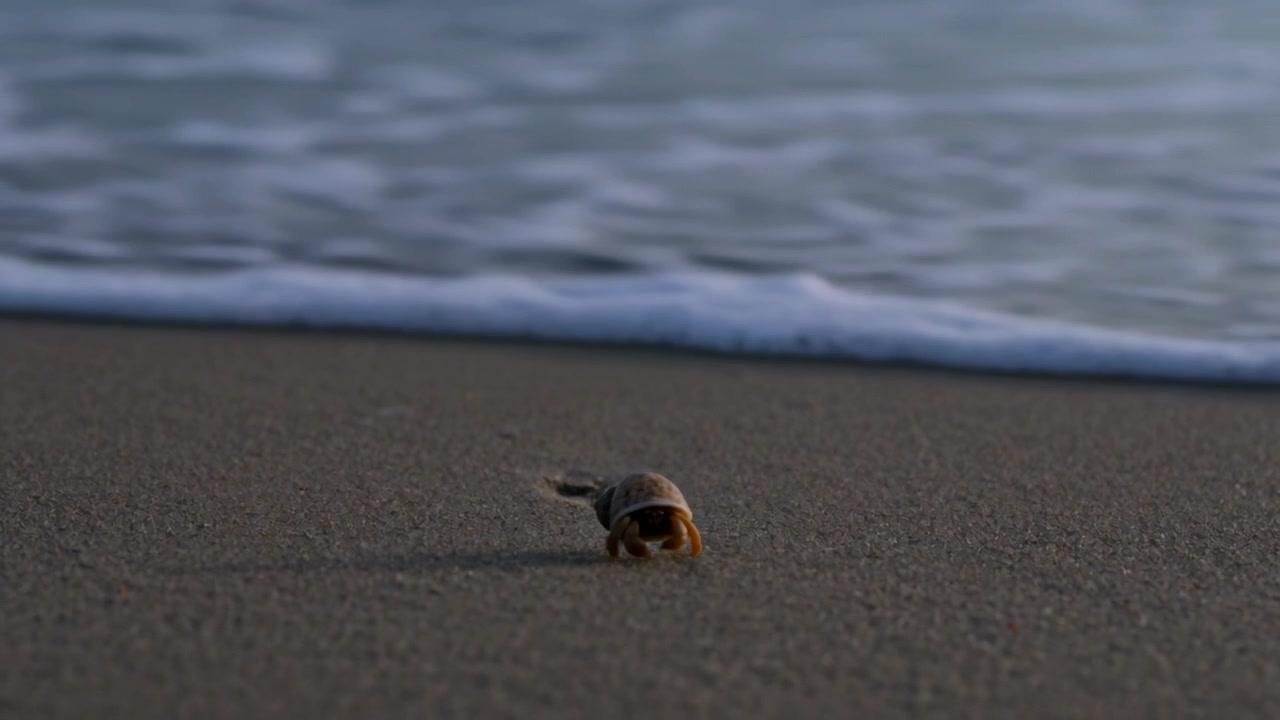 Scuttling hermit crab moving toward foam surf on sand, incoming swell urging progress, orange legs