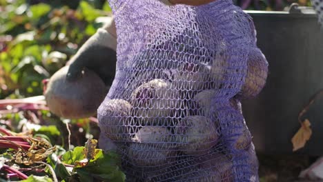 harvesting beets holding organic food
