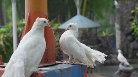 pair of white fantail pigeons stand on concrete pillar of lightpost in park