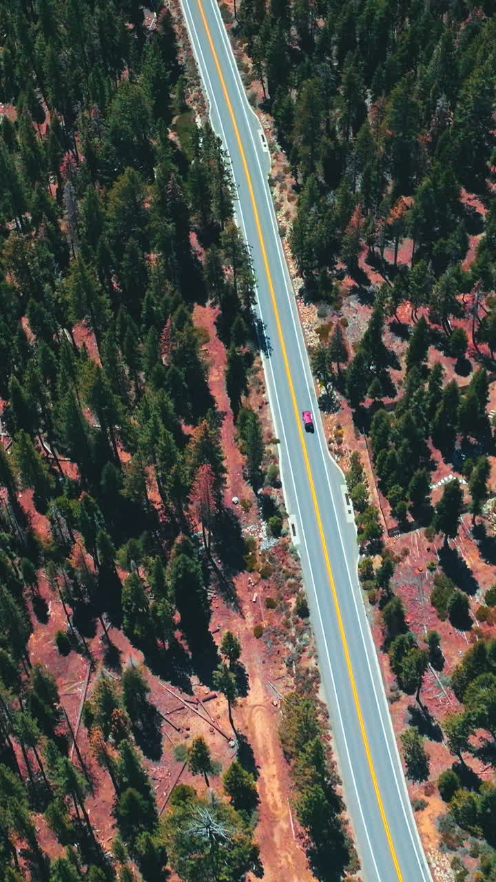 Motorway through the pine tree forest. Flying over the wooded territory with some cottages among the trees. Vertical video