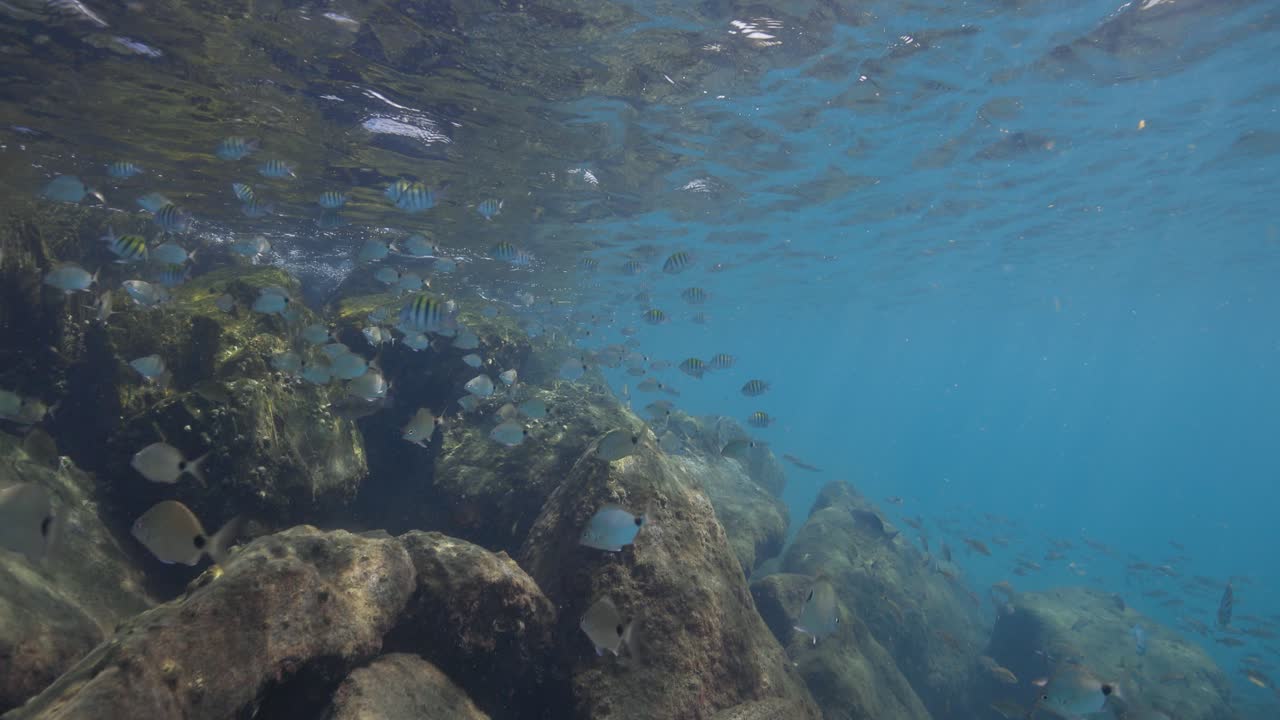 플로리다의 피 아일랜드에서 열대 물고기들과 함께 수중에서 수영하는 것