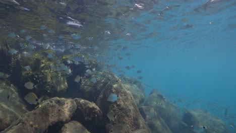 swimming with tropical fish underwater at peanut island, florida