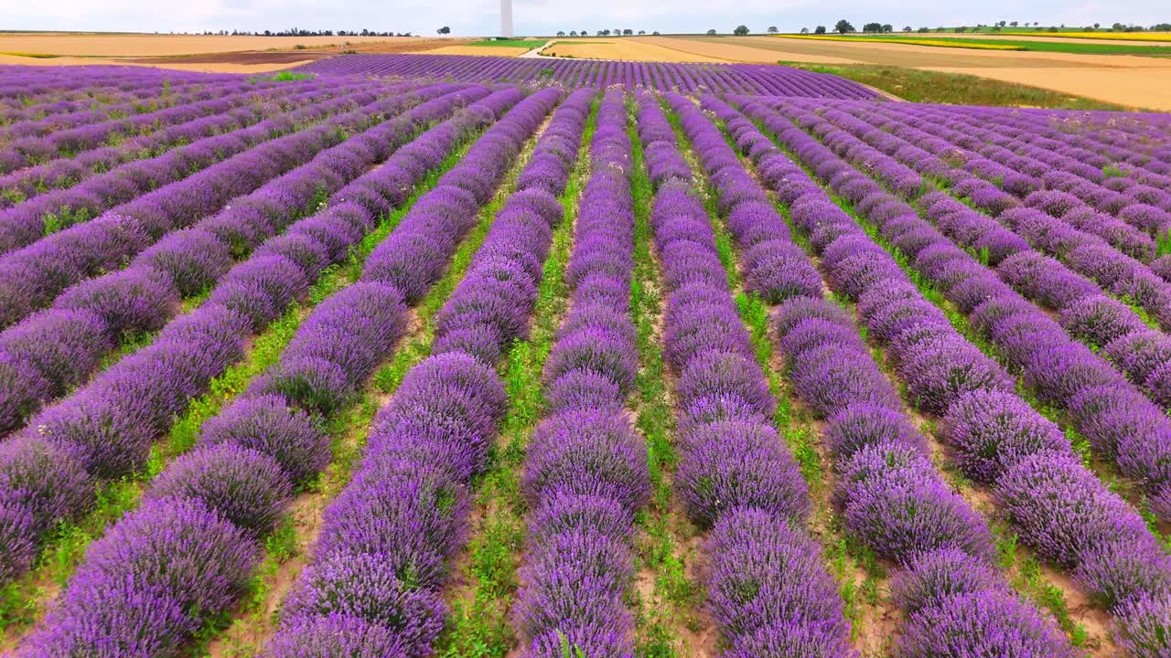 A Picturesque View of a Biological Lavender Farm Adorned With Vibrant Purple Blooming Flowers - Drone Flying Forward