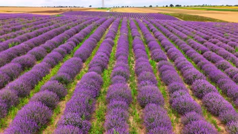 a picturesque view of a biological lavender farm adorned with vibrant purple blooming flowers - drone flying forward