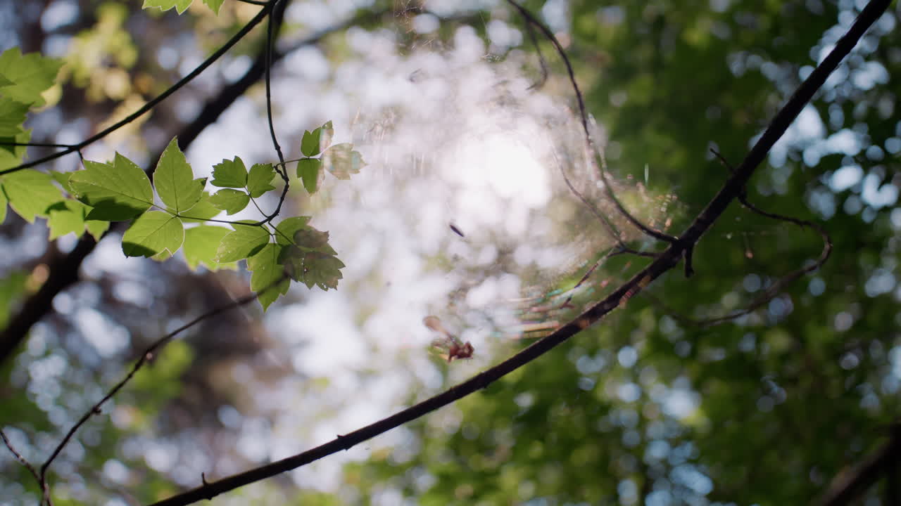 Sunlight filters through green leaves and delicate cobweb hanging on thin branches in forest. Gentle breeze and glowing bokeh create dreamy natural atmosphere filled with calmness