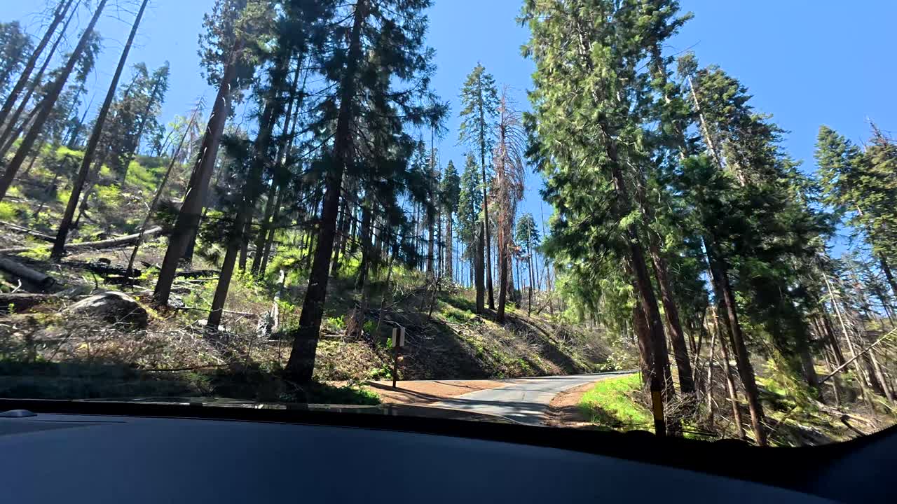 Guidare attraverso una foresta di alte sequoie in una giornata di sole