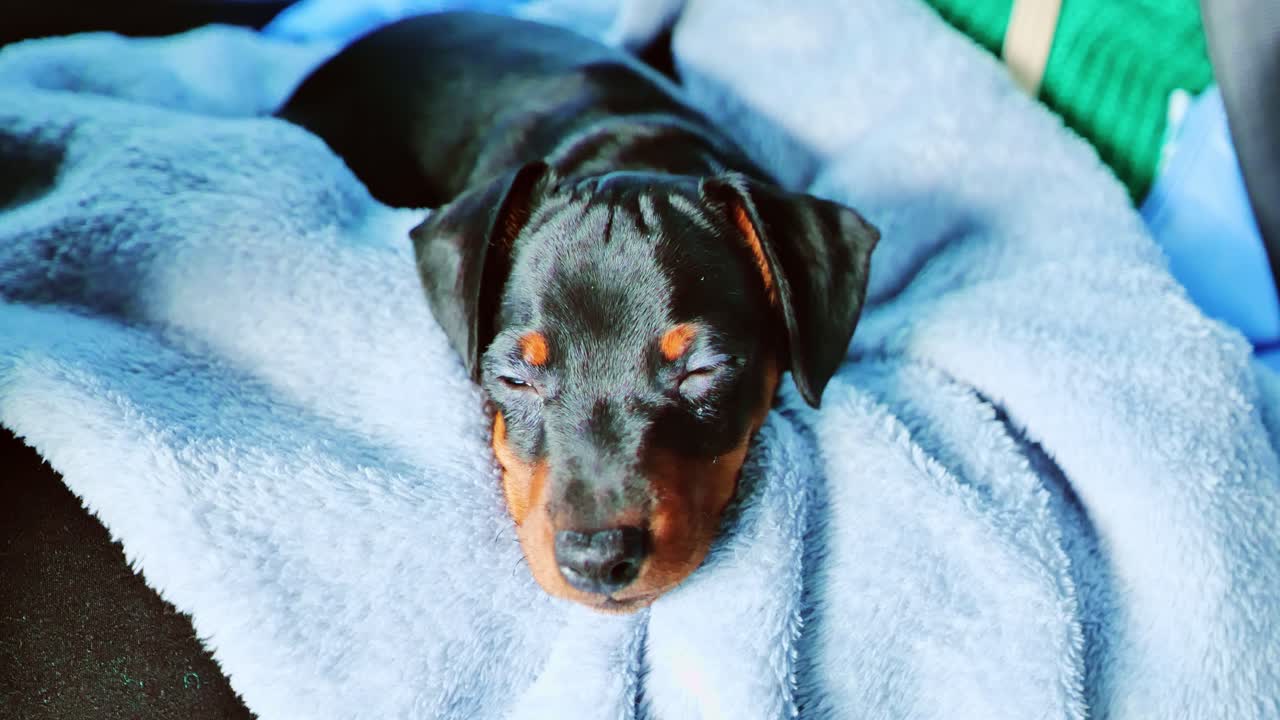 Small brown and black puppy resting peacefully on blue fabric in soft daylight