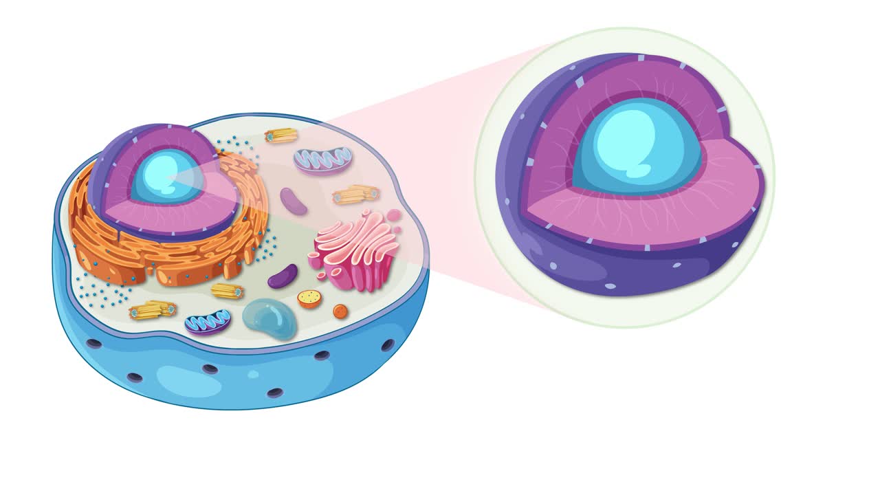 Animation illustrating animal cell anatomy, highlighting organelles and nucleus with vibrant colors and smooth transitions