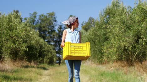 mujer caminando con aceitunas cosechadas en una caja de 4k