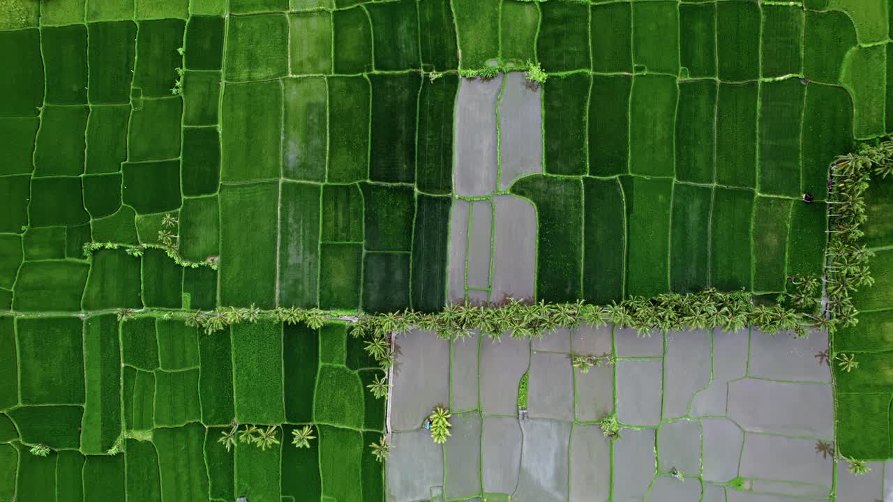 Green and flooded rice paddy fields, aerial top-down rising Bali
