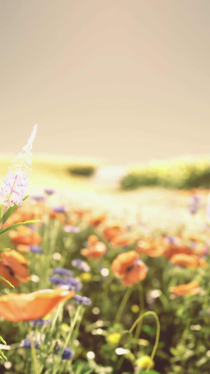 Colorful flowers bloom in a meadow during daytime in spring season