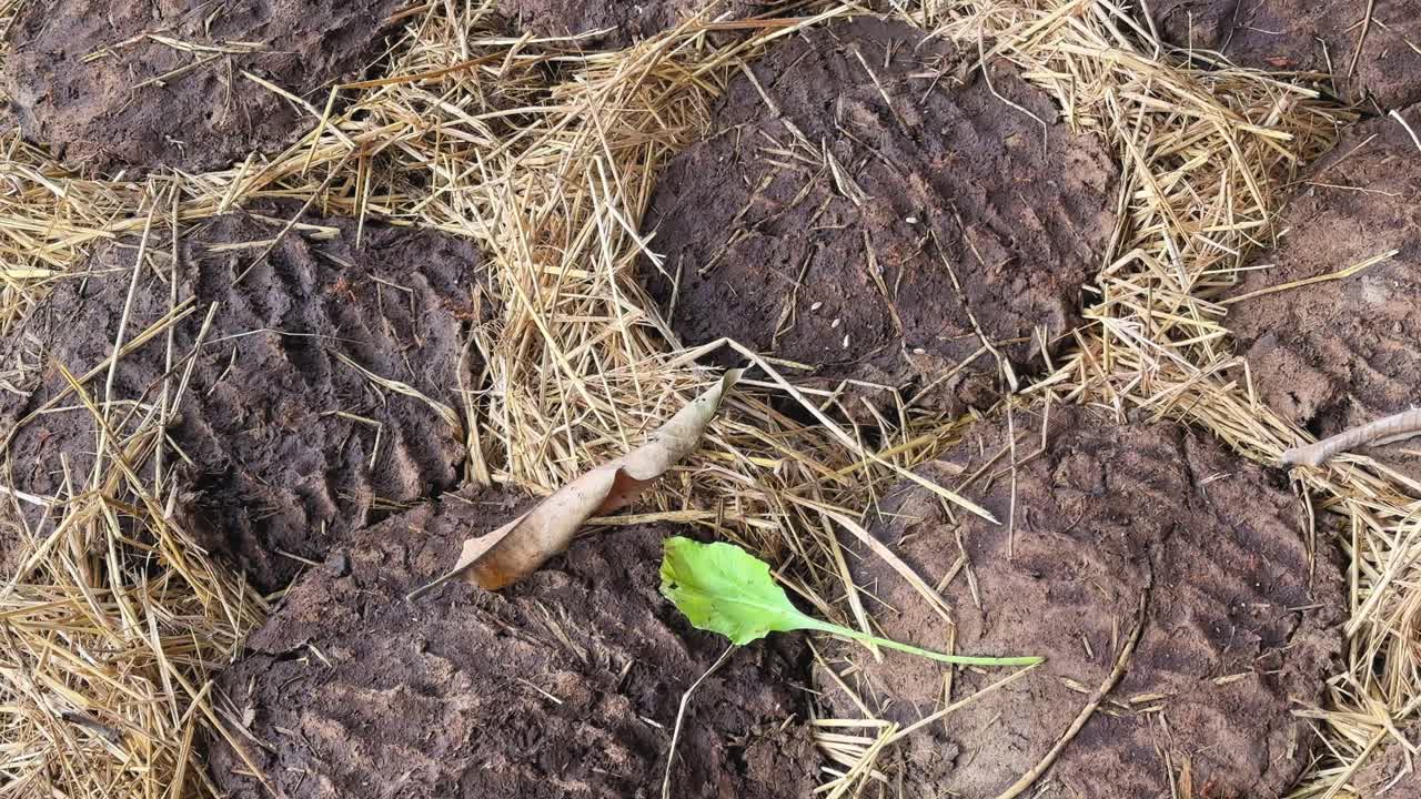 Closeup tilt-up shot of cow dung cakes (gobar ke uple) drying on straw, revealing their textured earthy surface and circular handmade form in a rural setting