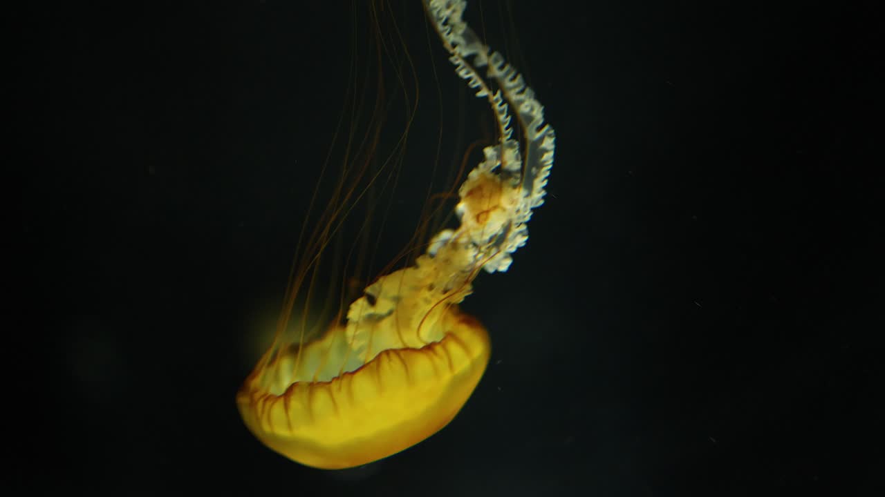 medusas flotando elegantemente en un ambiente acuático oscuro