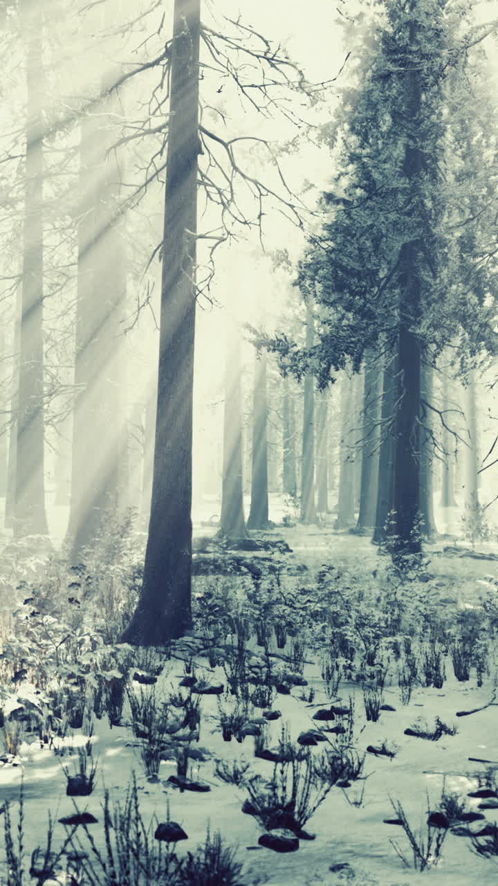 Foresta innevata con raggi di sole