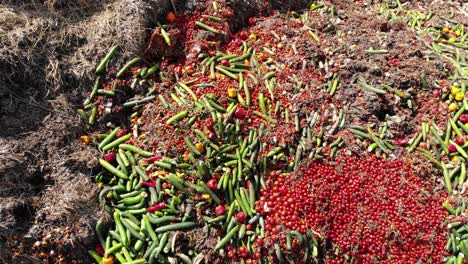 Composting-waste-vegetables-on-a-slurry-pit