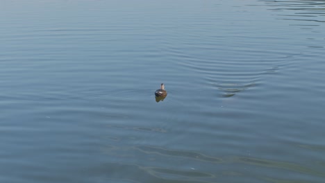 duck in the lake going away nature wildlife water view slow motion