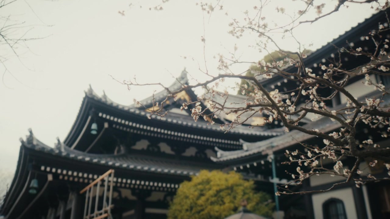 Fiori di pruno bianchi si adagiano sui tetti scuri e a più strati del Tempio Hasedera a Kamakura, Giappone, fondendo la delicata fioritura stagionale con la suggestiva silhouette tradizionale del tempio
