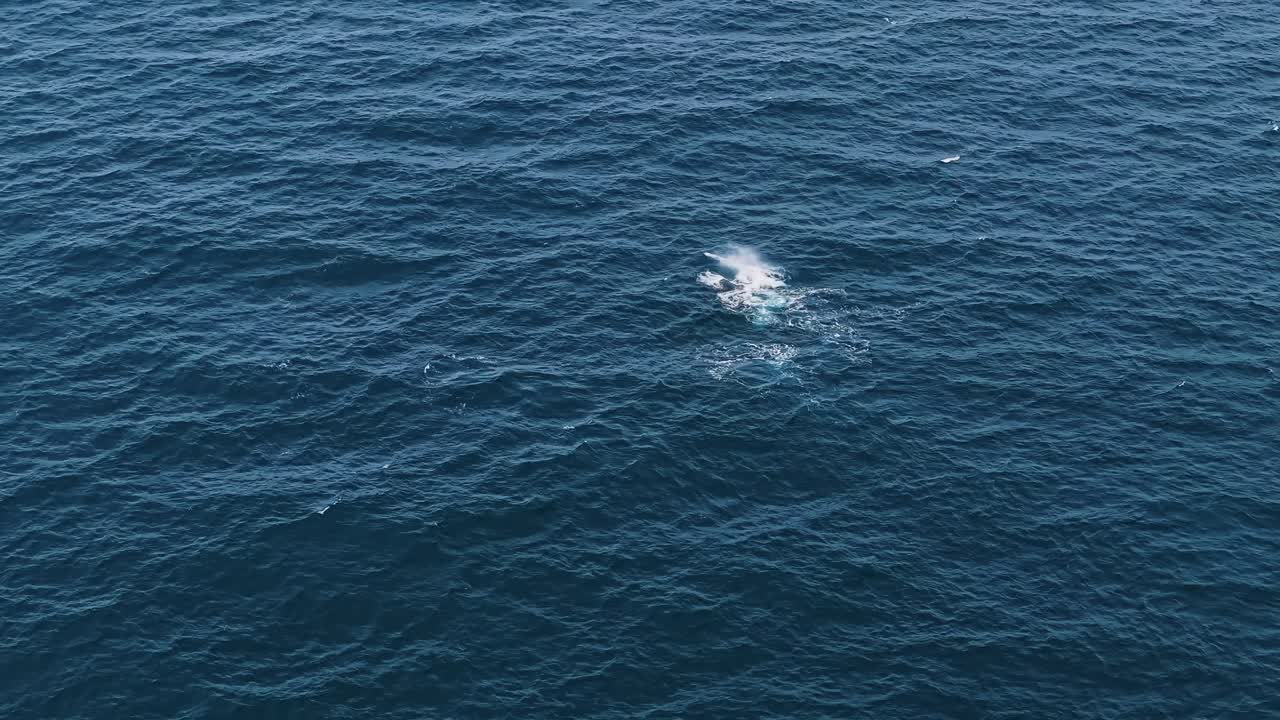 Drone footage shows a mother whale and her calf playfully slapping their fins on the ocean surface as they swim closely together, capturing their bond, energy, and joyful interaction in the wild