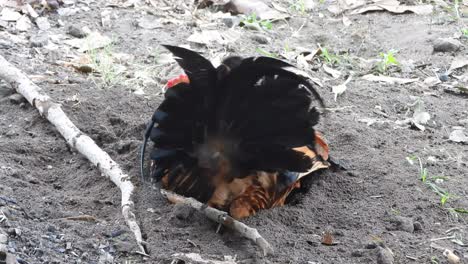 Chicken-relaxing-on-sand---fathers-