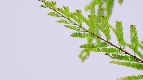 Amla-Blätter-Schwanken-In-Nahaufnahme