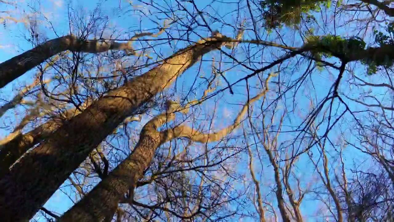 Veduta di un'esplorazione di una foresta invernale illuminata dal sole durante un'ondata di freddo nel Regno Unito