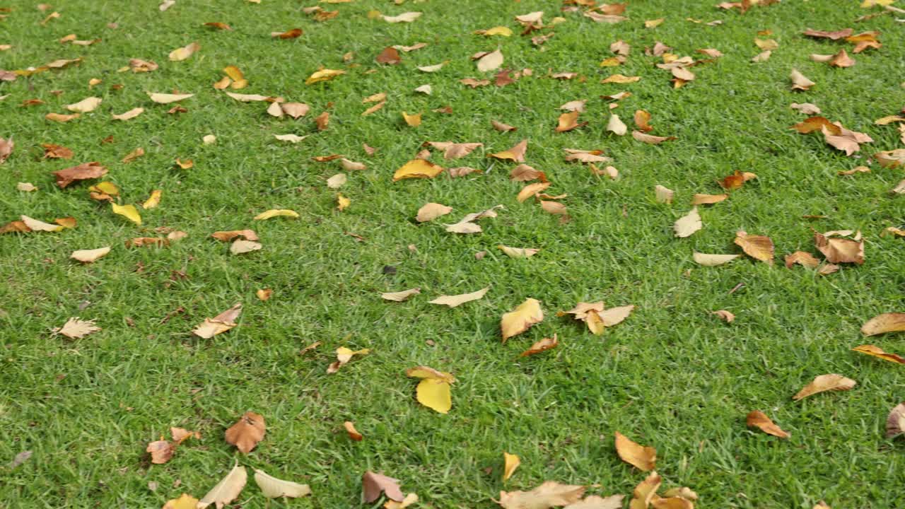 녹색 잔디 에 어져 있는 쓰러진 잎