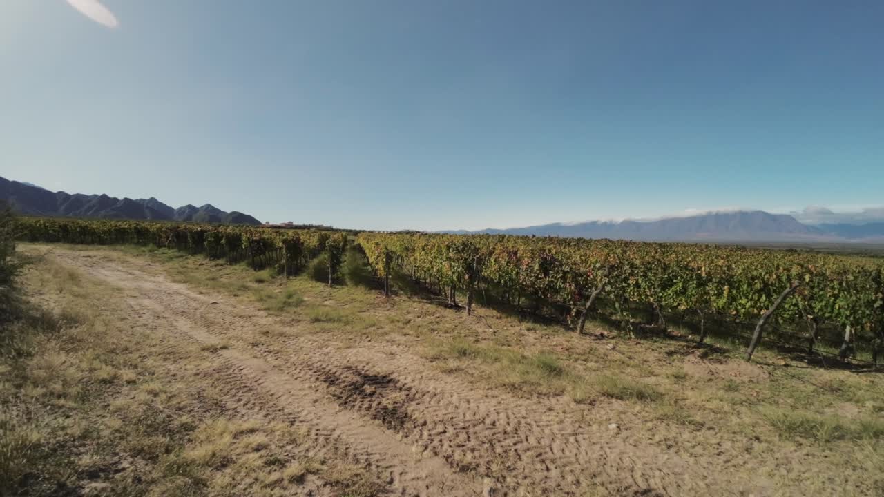 drone fpv volando bajo y pasando por un viñedo en cafayate, argentina