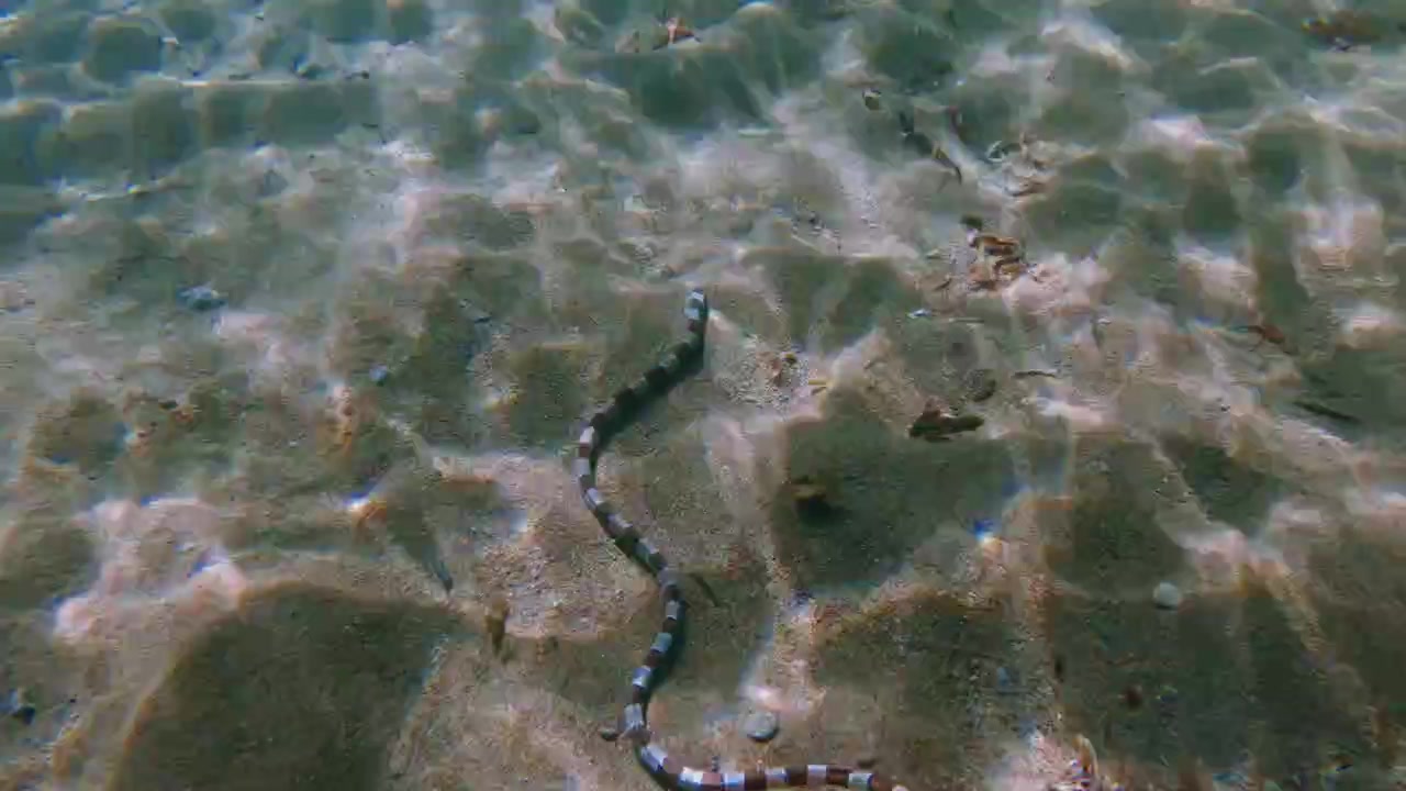 Snorkeling pov overhead view of a harlequin snake eel (Myrichthys colubrinus) swimming in the shallow sandy shore bathed in dancing light refraction. Dauin, Philippines