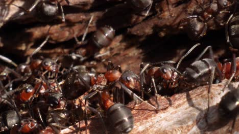 Ants-walking-out-of-a-anthill-and-over-each-other