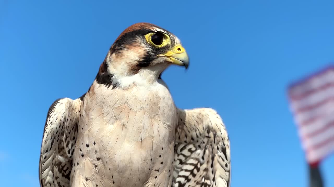 Majestic Falcon (Bird of Prey). Close Up Focus On Face, Body, And Wings. US Flag Waving On Blue Sky Background