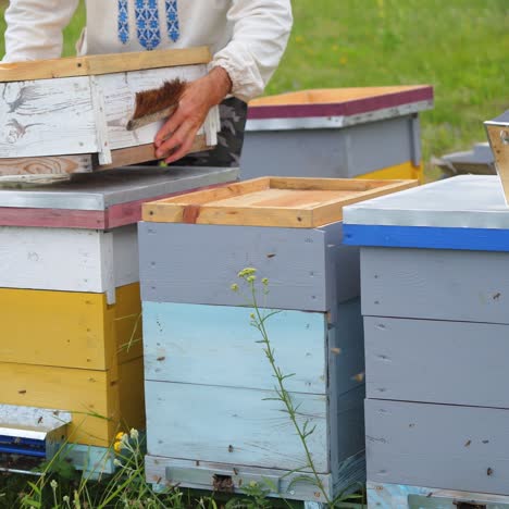 wooden hives on green grass. bees flying near the beehives. apiarist working on a bees farm in summer day. beekeeping concept
