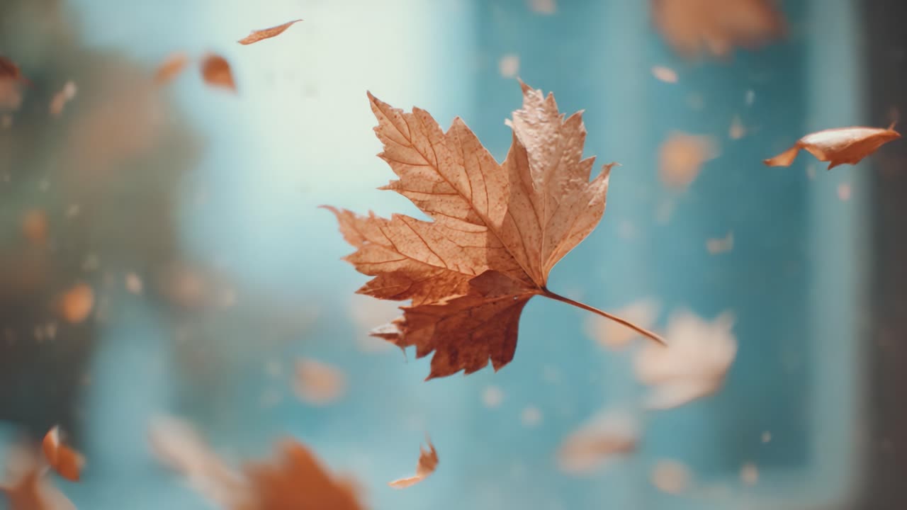 Captivating Moments of Autumn: A Single Maple Leaf Gliding Through the Air Amidst a Whirlwind of Floating Leaves Showcasing Nature's Seasonal Beauty
